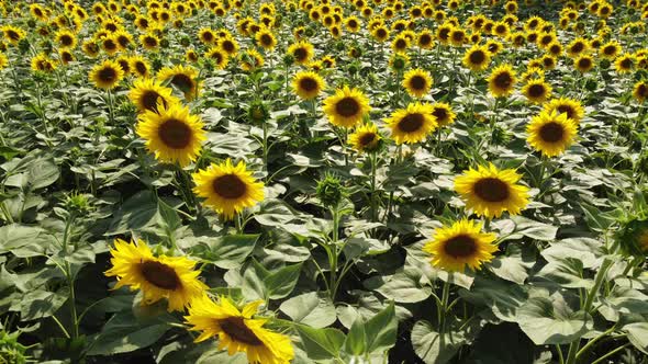 Sunflower Agriculture Field alt