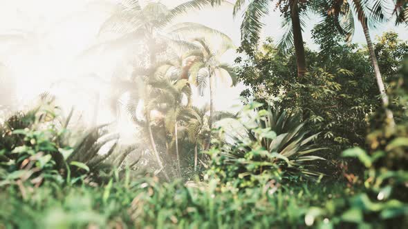 Tropical Garden with Palm Trees in Sun Rays alt