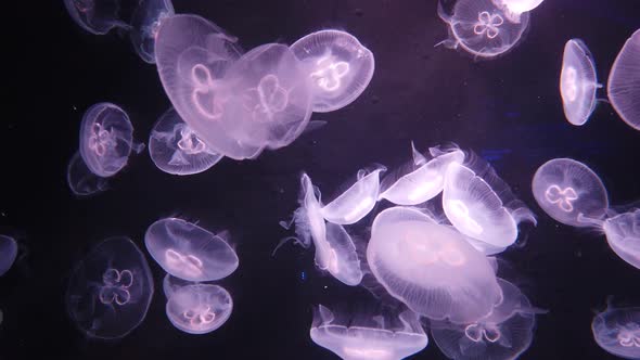 The Underwater World alt