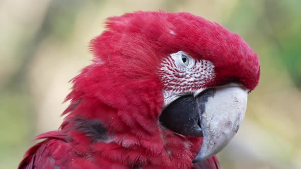Close up beautiful red scarlet macaw parrot looking directly at camera, blinking alt