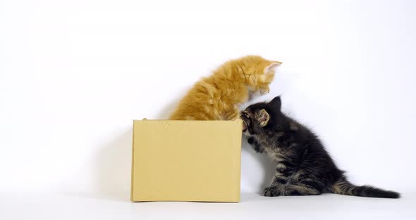Brown Blotched Tabby and Cream Blotched Tabby Maine Coon Domestic Cat, Kitten playing in a Box alt