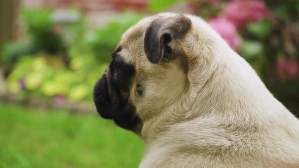 Young Pug looking around outside with flowers in background. Sideways close up shot. alt