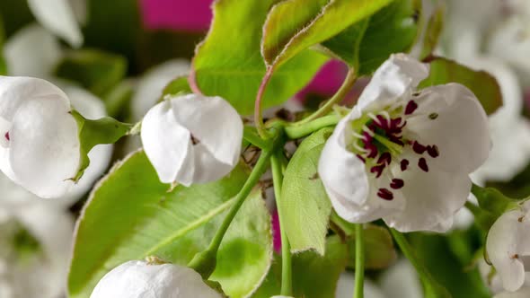 Pear Fruit Flower Blossom Timelapse Rotating on Red alt