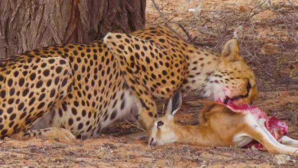 A Hungry African Cheetah Greedily Devours Fresh Kill Beside Trees In  Kalahari Desert, South Africa alt