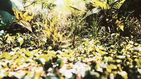 Close Up of Tip of a Green Broadleaf Carpet Grass alt