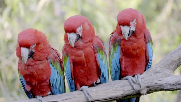 Three almost identical red and green macaws, ara chloropterus perched side by side on a wooden branc alt