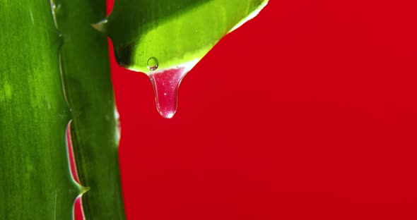 Alora vera leaf with juice, gel drips from the stems on red background