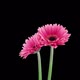 Time-lapse of growing and opening pink gerbera flower - VideoHive Item for Sale