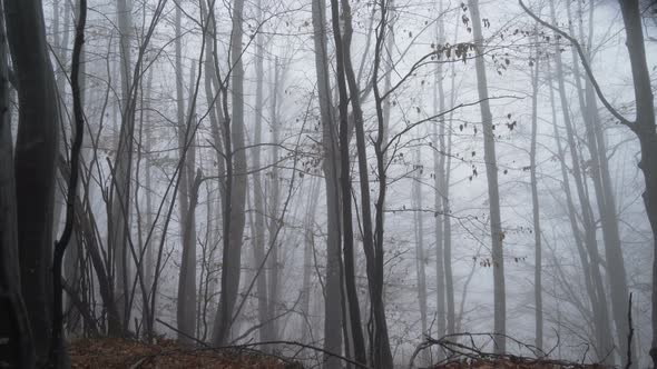 Male Tourist with VR Gasses Wandering in Deep Rainy Forest Looking Around Enjoying Game alt