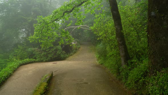 Pena Park Roads Shaded by Eerie Mist and Greenery of Forest