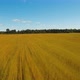 Summer Landscape, a Field of Flax - VideoHive Item for Sale