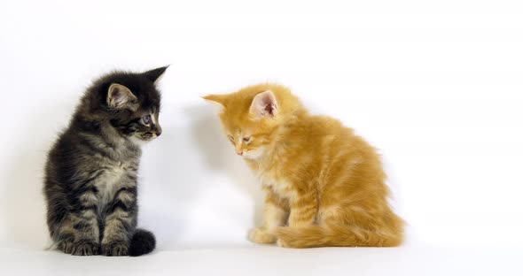 Brown Blotched Tabby and Cream Blotched Tabby Maine Coon Domestic Cat, Kitten alt