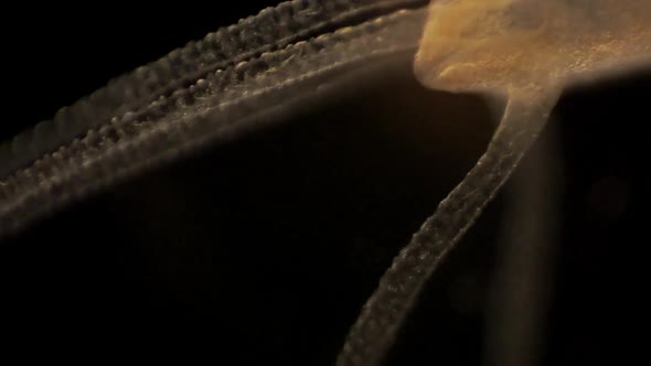 Microscopic footage of Hydra alt