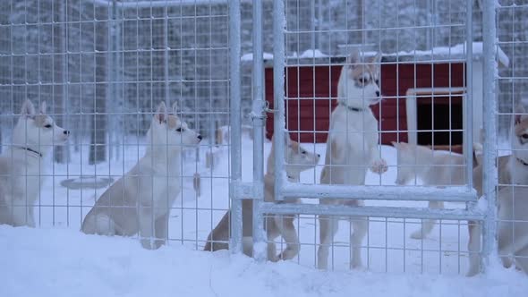 Puppies Of The Siberian Husky Breed Inside The Steeled Fence Cage In Lapland Region, Finland. -mediu alt