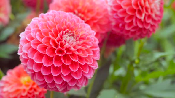 Flowering Buds Of Red Dahlias  alt