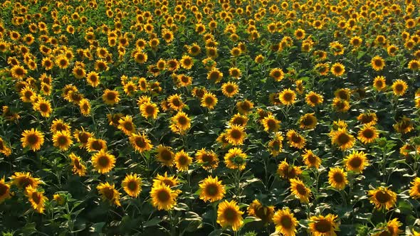 A Field of Sunflowers on a Sunny Summer Day