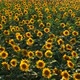 A Field of Sunflowers on a Sunny Summer Day - VideoHive Item for Sale
