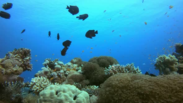 Underwater Colorful Reef Fish alt