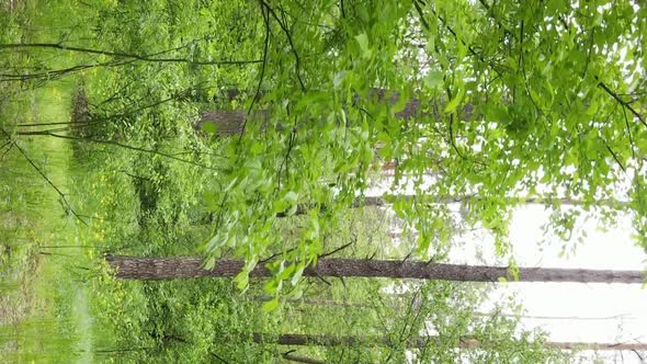 Vertical Video of a Forest with Pine Trees alt