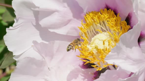 Bee and bumblebee collect honey and pollen on spring sunny day. Pink garden peony alt