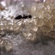 Ant and Sugar - VideoHive Item for Sale