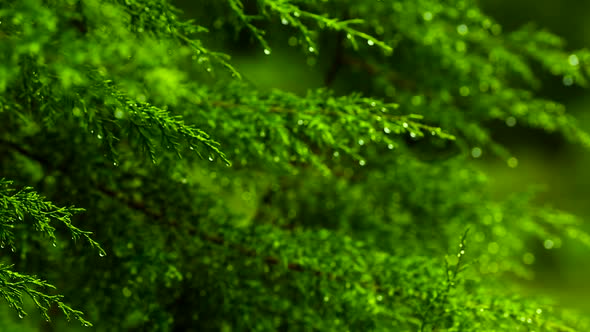 Focus Shift Green Tree Leaf Nature After Rain