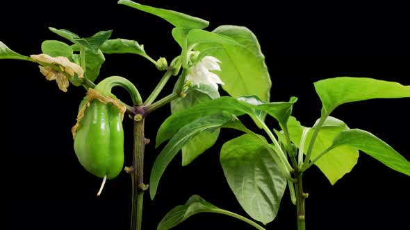 Time Lapse of Growth Sweet Bell Peppers Plants alt