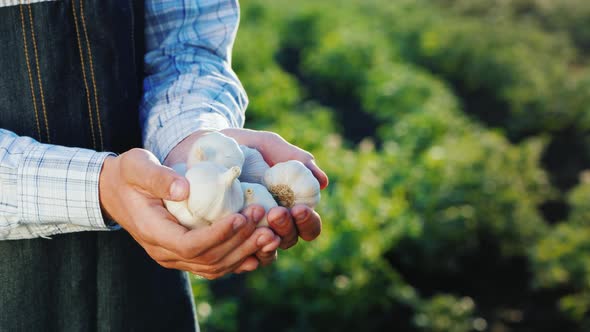 Side View of A Man Holds Several Garlic Bulbs. Products From Your Garden alt