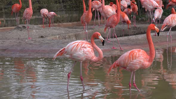 Pink Flamingo Family 01