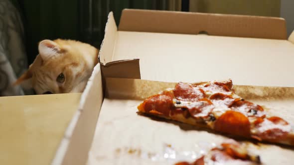 Ginger Cat Stole Pizza Sausage From the Table with His Paw