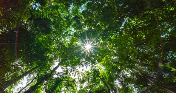 Nature video Time-lapse trees bottom view. Green branch tree and sunlight on blue sky background. alt
