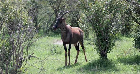 African Topi male antelope with dark face in the Kenya wilderness, Handheld telephoto shot alt