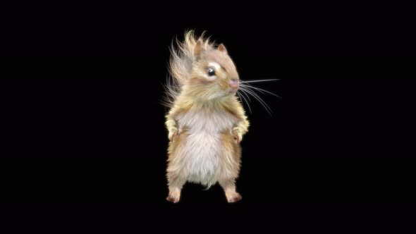 73 Chipmunk Dancing 4K alt