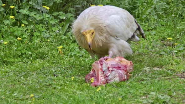 Egyptian Vulture Neophron Percnopterus Eating Carcass alt