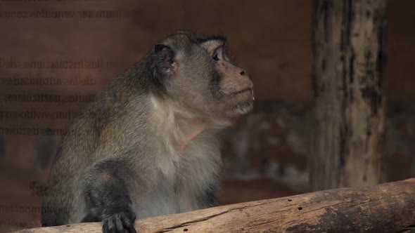 A Monkey in a Zoo Game and Asking for Food alt