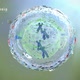 3D Animation of mitosis cell division - VideoHive Item for Sale