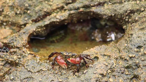 Crab at a Mini Tide Pool Gnoshes on Algae