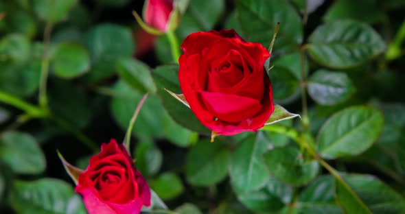 Detailed macro time lapse of a blooming red rose flower