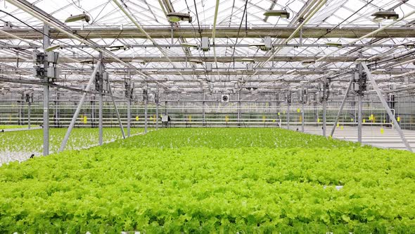 Greenhouse Plantation with Greenery, Stock Footage | VideoHive