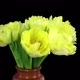 Time-lapse of opening yellow tulip bouquet - VideoHive Item for Sale