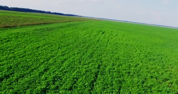 Low Flying Over a Field with Green Grass