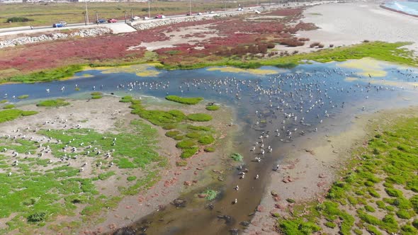 A lot of Birds on the Backwater pacific ocean coast (Coquimbo Chile) aerial view alt