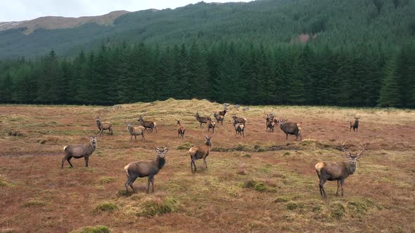A Large Herd of Red Deer Stags in the Scottish Highlands alt