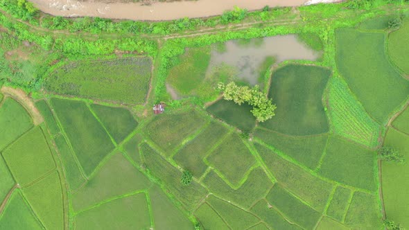 Aerial view drone flying over of agriculture in paddy rice fields for cultivation.