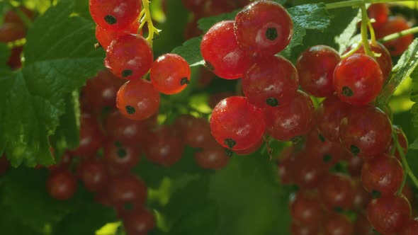 Wet red currant berries alt