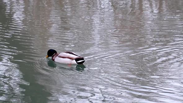 Emerald head male drake duck bird close-up water