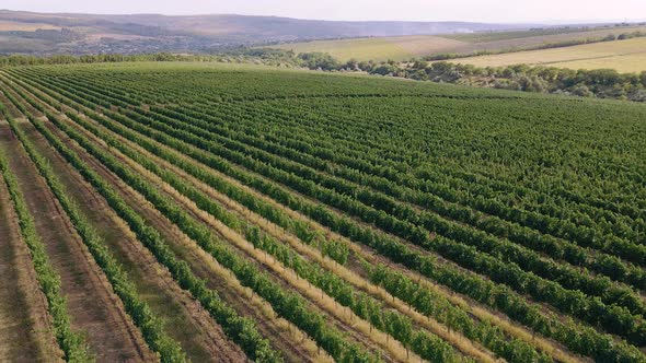 Taking Video with Drone of Amazing Nature View of a Large Green Field of Vineyard Concept of alt