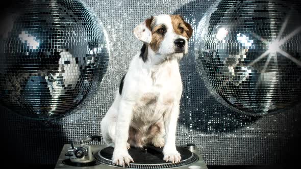 Dog Disco Puppy Animal Pet Funny Party Music Doggy alt