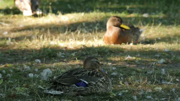 Ducks lying on grass