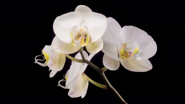 Blooming White Orchid Phalaenopsis Flower alt